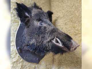 Хобби и отдых - Охота и рыбалка - Продам голову кабана: