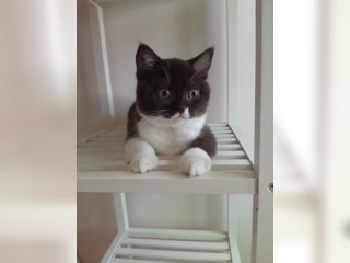 Животные - Кошки - Британские котята