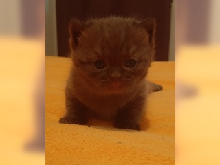 Животные - Кошки - Британские котята из питомника Winner Land