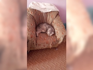 Животные - Кошки - Продам кота