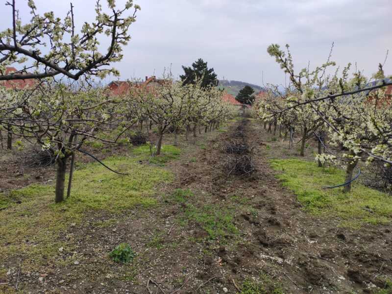 Недвижимость - Дома - Два дома 60 и 116 кв.м., 124,5 сотки. 