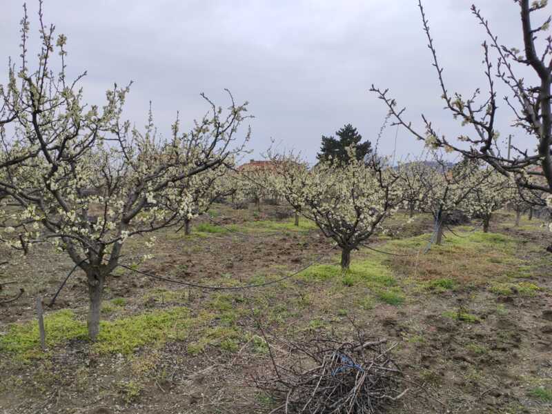 Недвижимость - Дома - Два дома 60 и 116 кв.м., 124,5 сотки. 