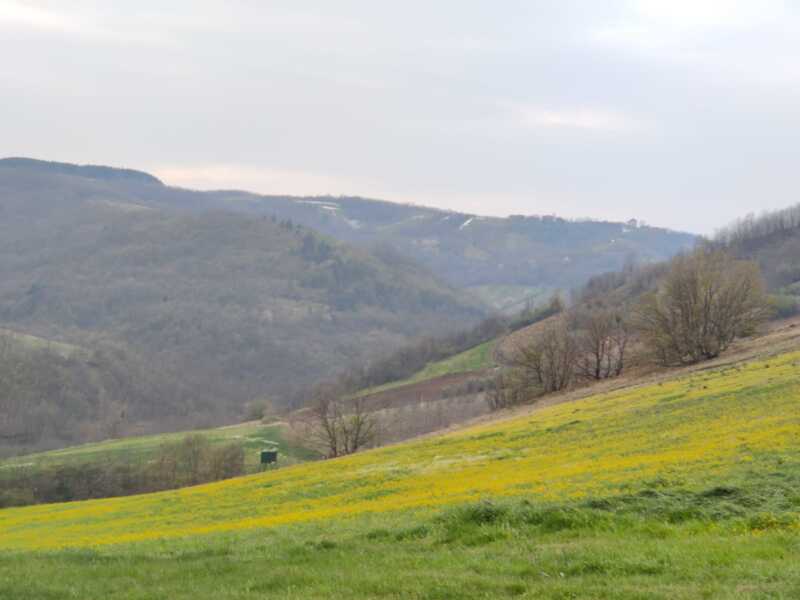 Недвижимость - Дома - Два дома 60 и 116 кв.м., 124,5 сотки. 