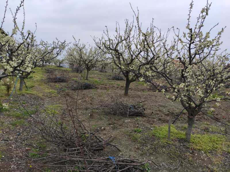 Недвижимость - Дома - Два дома 60 и 116 кв.м., 124,5 сотки. 
