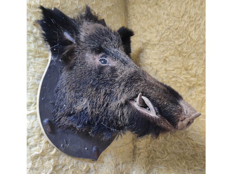 Хобби и отдых - Охота и рыбалка - Продам голову кабана: