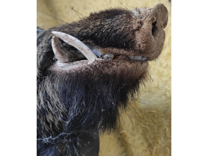 Хобби и отдых - Охота и рыбалка - Продам голову кабана: