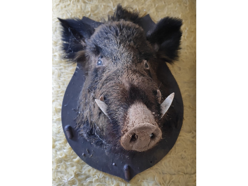 Хобби и отдых - Охота и рыбалка - Продам голову кабана: