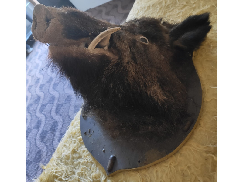 Хобби и отдых - Охота и рыбалка - Продам голову кабана: