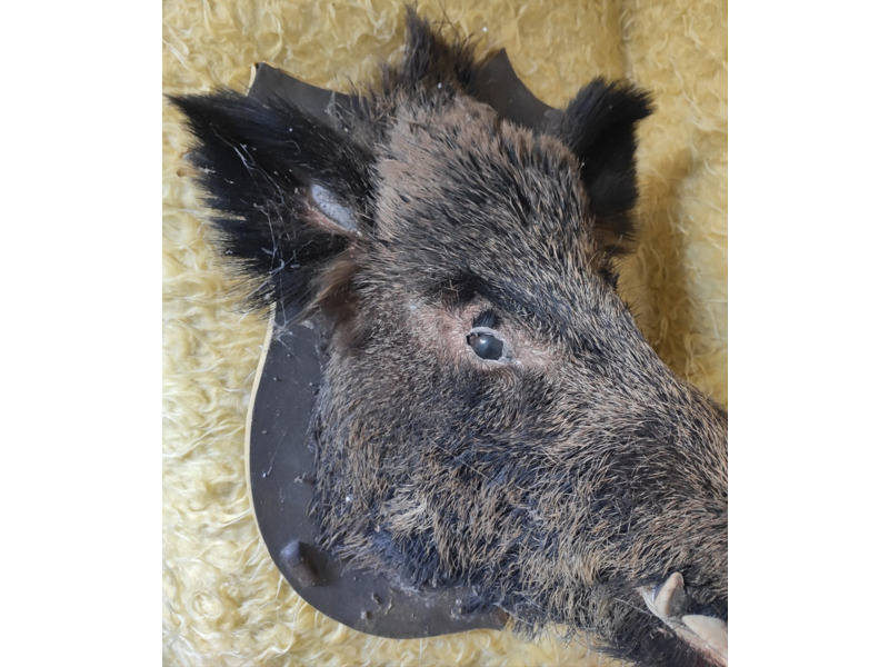 Хобби и отдых - Охота и рыбалка - Продам голову кабана: