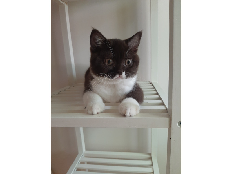 Животные - Кошки - Британские котята