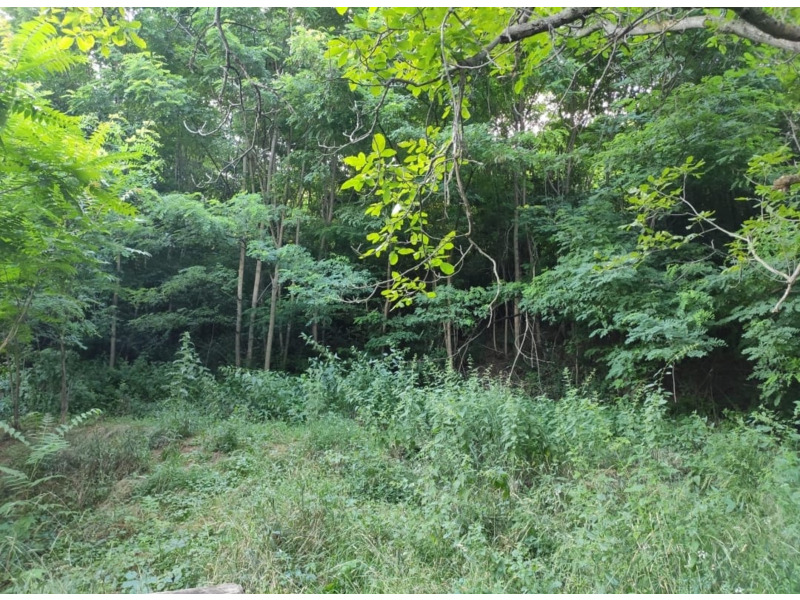 Недвижимость - Дома - Продаются 2 дома 91 и 52 кв.м., на горе, y леса.