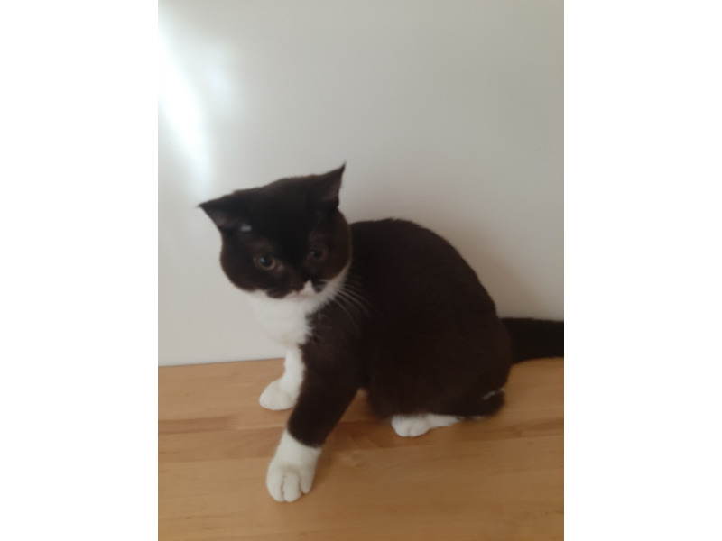 Животные - Кошки - Британские котята