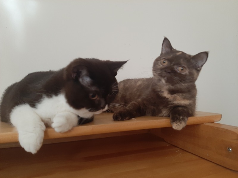 Животные - Кошки - Британские котята