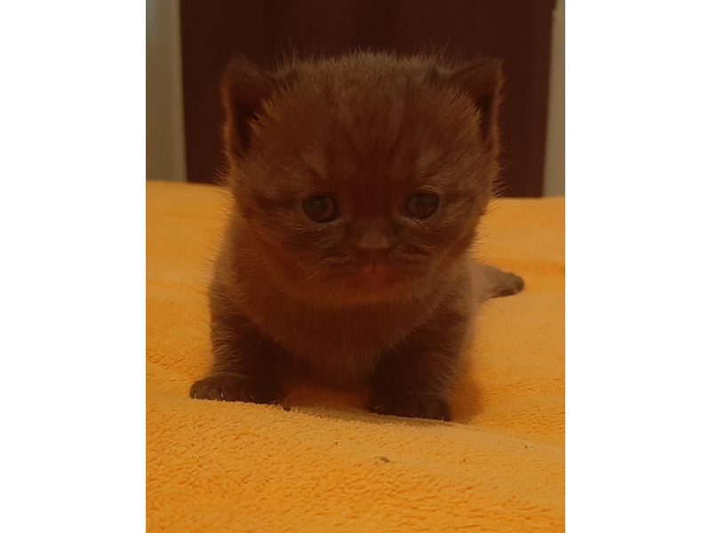 Животные - Кошки - Британские котята из питомника Winner Land