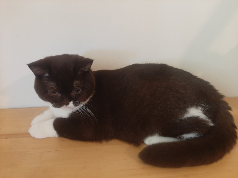 Животные - Кошки - Британские котята