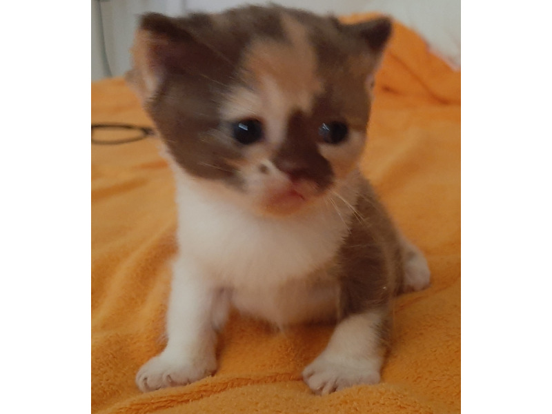 Животные - Кошки - Британские котята из питомника Winner Land