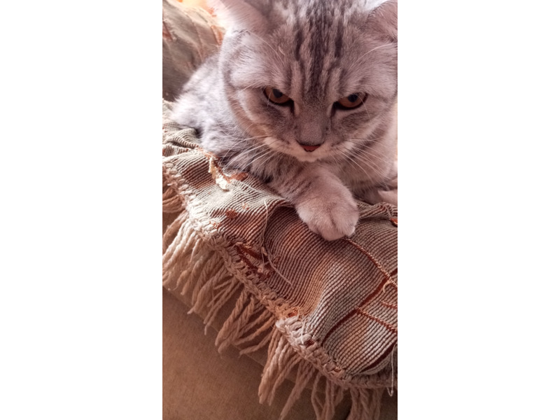 Животные - Кошки - Продам кота