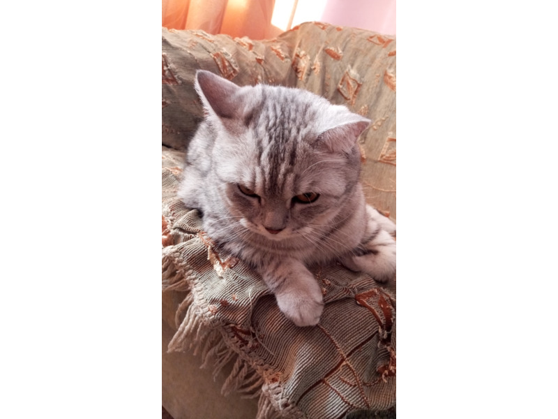 Животные - Кошки - Продам кота