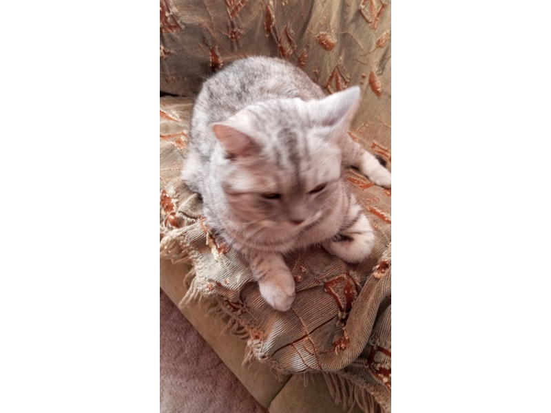 Животные - Кошки - Продам кота