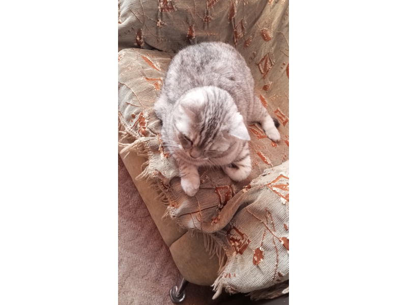 Животные - Кошки - Продам кота