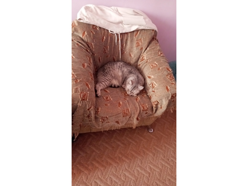 Животные - Кошки - Продам кота